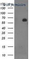 OriGene TA502762S image 1