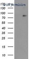 OriGene TA502768AM image 1