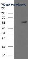 OriGene TA502780S image 1
