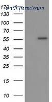 OriGene TA502781BM image 1