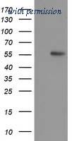 OriGene TA502783S image 1