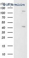 OriGene TA502793S image 1