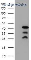 OriGene TA502795S image 1
