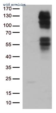 OriGene TA502797S image 1
