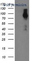 OriGene TA502798AM image 1