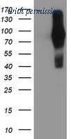 OriGene TA502799BM image 1
