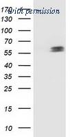 OriGene TA502800S image 1