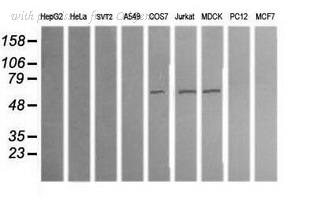 OriGene TA502805S image 1