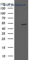 OriGene TA502809S image 1