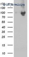 OriGene TA502813S image 1