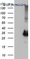 OriGene TA502818S image 1