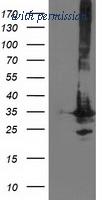 OriGene TA502819S image 1