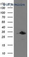 OriGene TA502820S image 1