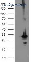 OriGene TA502821S image 1