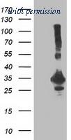 OriGene TA502823S image 1