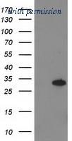 OriGene TA502824S image 1