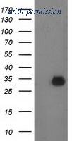 OriGene TA502825S image 1