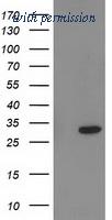 OriGene TA502826S image 1