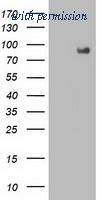 OriGene TA502829AM image 1