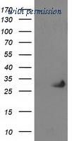 OriGene TA502830S image 1