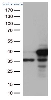 OriGene TA502832S image 1