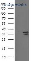 OriGene TA502833S image 1