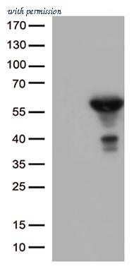 OriGene TA502841AM image 1