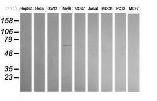 OriGene TA502842S image 1