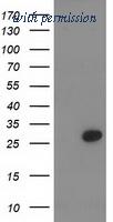 OriGene TA502849S image 1