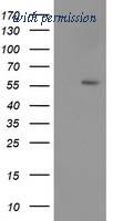 OriGene TA502851AM image 1
