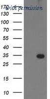 OriGene TA502855S image 1