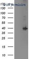 OriGene TA502873S image 1
