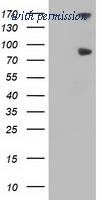 OriGene TA502877AM image 1