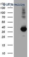 OriGene TA502888S image 1