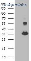 OriGene TA502889S image 1