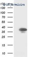 OriGene TA502893S image 1