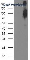 OriGene TA502919S image 1