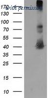OriGene TA502928S image 1
