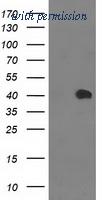 OriGene TA502931S image 1