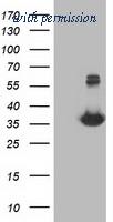 OriGene TA502932S image 1