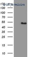 OriGene TA502941S image 1