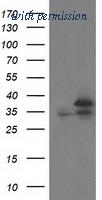 OriGene TA502943S image 1