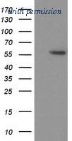 OriGene TA502987S image 1