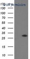 OriGene TA502991 image 1