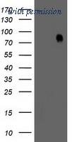 OriGene TA503007S image 1