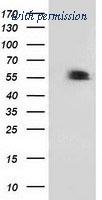 OriGene TA503032S image 1