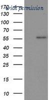 OriGene TA503033S image 1