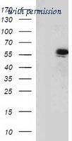 OriGene TA503035S image 1