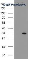 OriGene TA503043S image 1