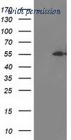 OriGene TA503050S image 1